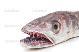 Closeup of Hake fishes head and mouth with sharp teeth
